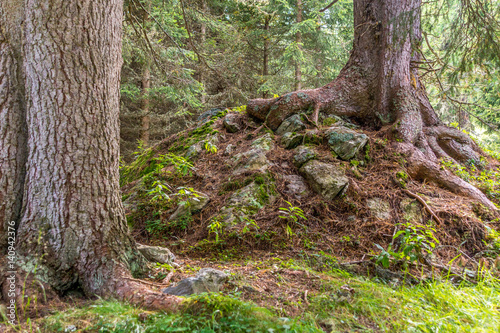 Wurzeln von Zirbenb  umen   berwuchen den Waldboden
