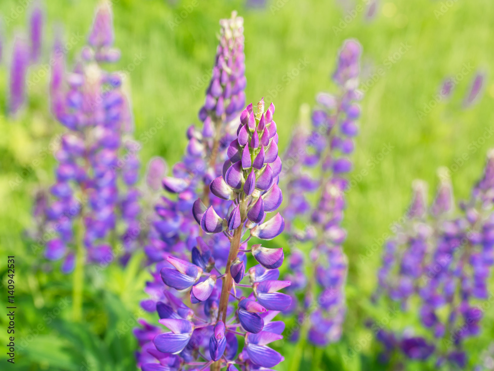 Fototapeta premium Purple lupin field with solar, Violet flowers and green field at summer day. Violet lupines with solar. Purple flowers background