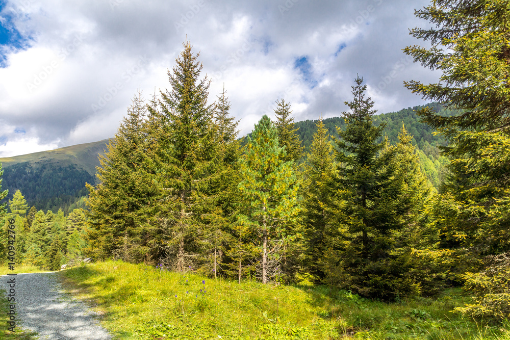 Wanderweg durch einen Nadelwald in den Nockbergen Wanderweg durch einen Nadelwald in den Nockbergen