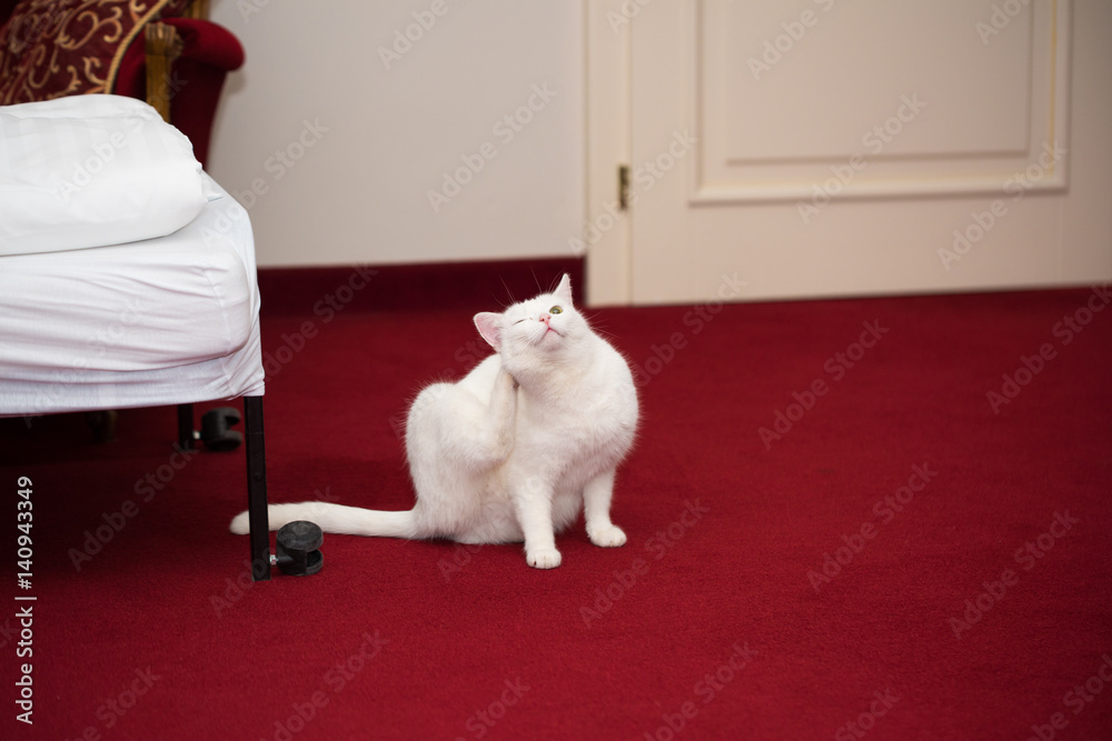 Snow white domestic cat at bloody red carpet