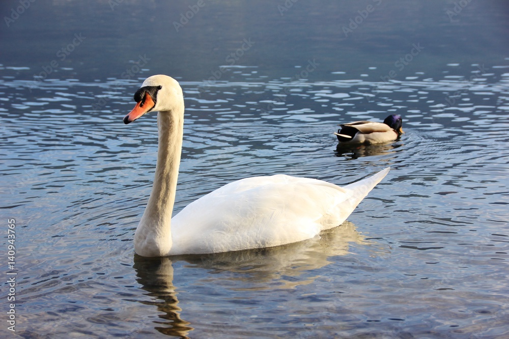 Swan and duck, Iseo Lake, Italy Swan and duck, Iseo Lake, Italy