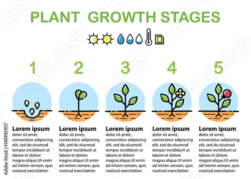 Plant growth stages infographics. Line art icons. Flat design.