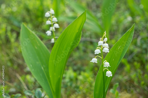 flowering plants Lily of the valley in spring forest.