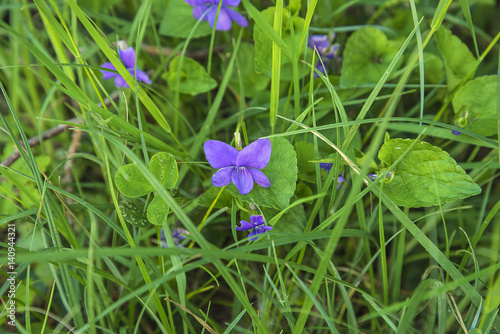 spring concept/natural background with wild violet and fresh grass photo