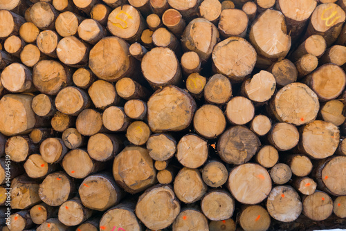 Pile of timber logs stacked in the forest