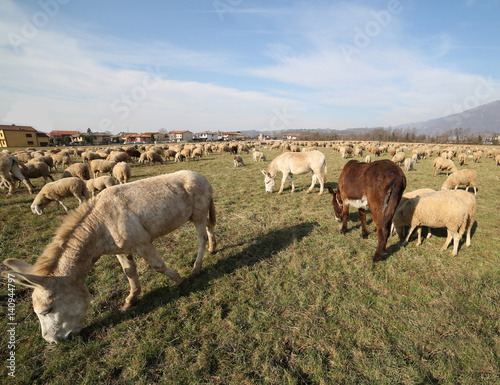 Fototapeta Naklejka Na Ścianę i Meble -  donkeys grazing with the flock of sheep photographed with a fish