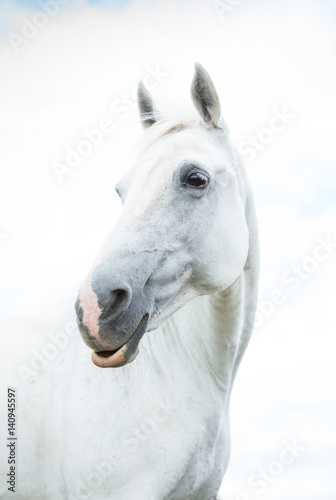 Portrait of a gray horse. Orlovsky Trotter. Mare.
