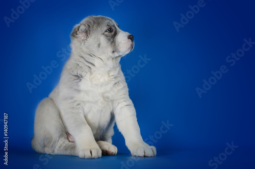 Central Asian Shepherd Dog on a blue background