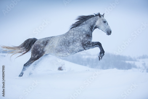 Gray Orlov mare in winter © Nadezhda