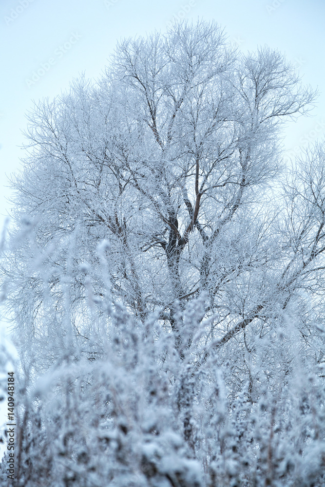 Snow-covered tree in the ice. Winter, background