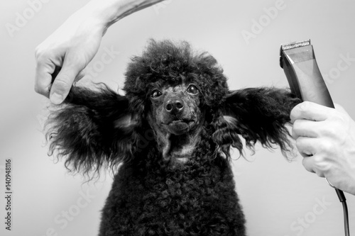 Fotografi Haircut of the muzzle of a black poodle