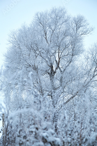 Wallpaper Mural Snow-covered tree in the ice. Winter, background Torontodigital.ca