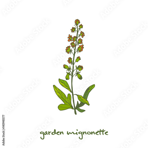 Reseda or Mignonette, aromatic and medicinal plant