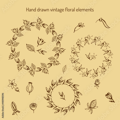 Fototapeta Naklejka Na Ścianę i Meble -  Hand Drawn vintage floral elements