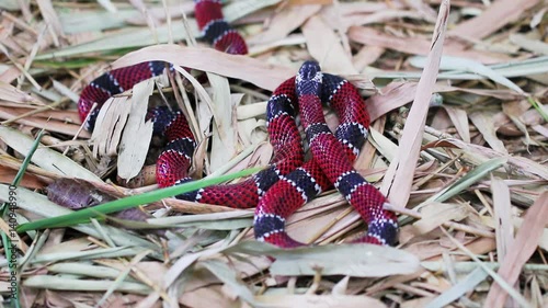 Cobra-Coral verdadeira.