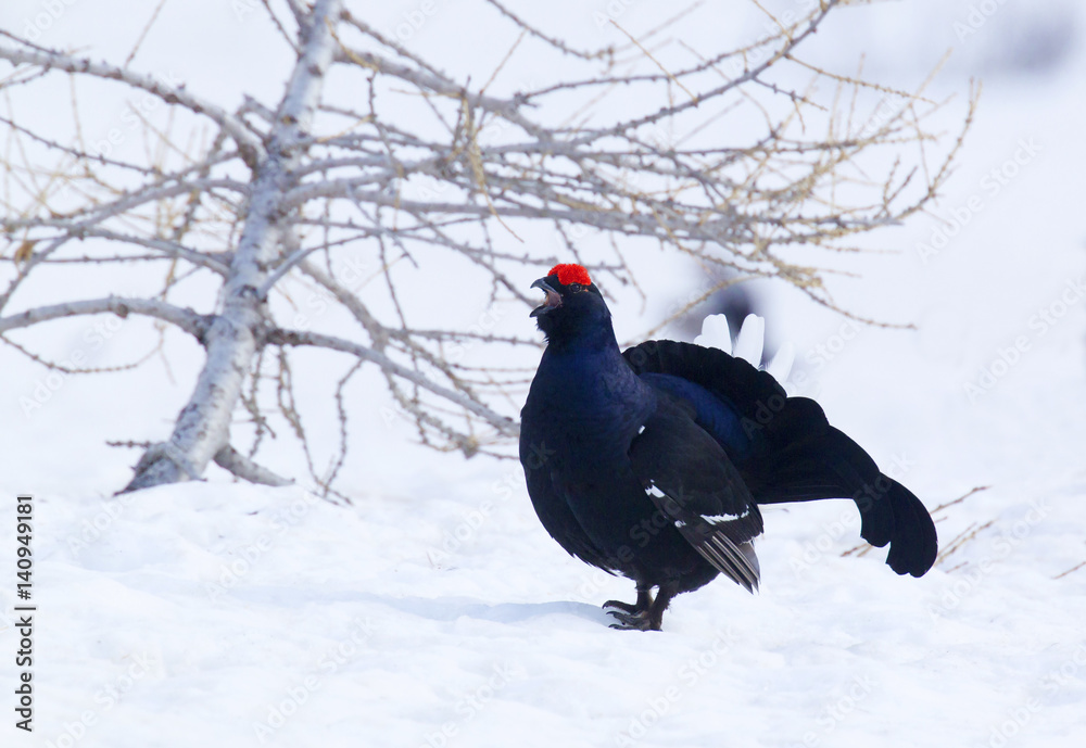 Stelvio National Park,Lombardy,Italy.Grouse Stelvio National Park,Lombardy,Italy.Grouse
