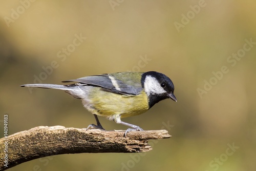 Adamello Natural Park,Lombardy,Italy.Titmouse