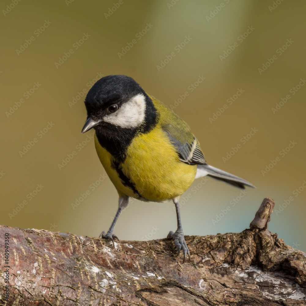 Obraz premium Great tit