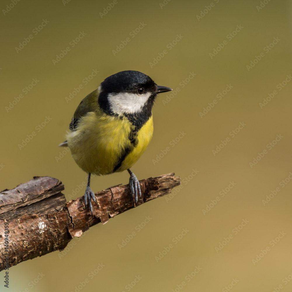 Obraz premium Great tit on a branch