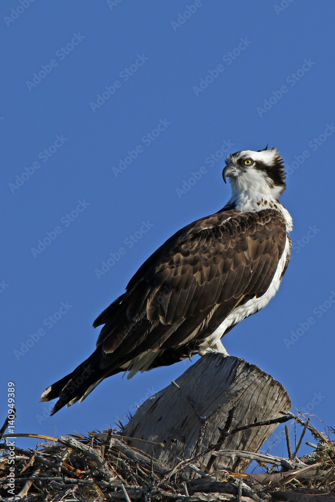 An Osprey (Pandion haliaetus) standing on a nest looking for its mate. An Osprey (Pandion haliaetus) standing on a nest looking for its mate.