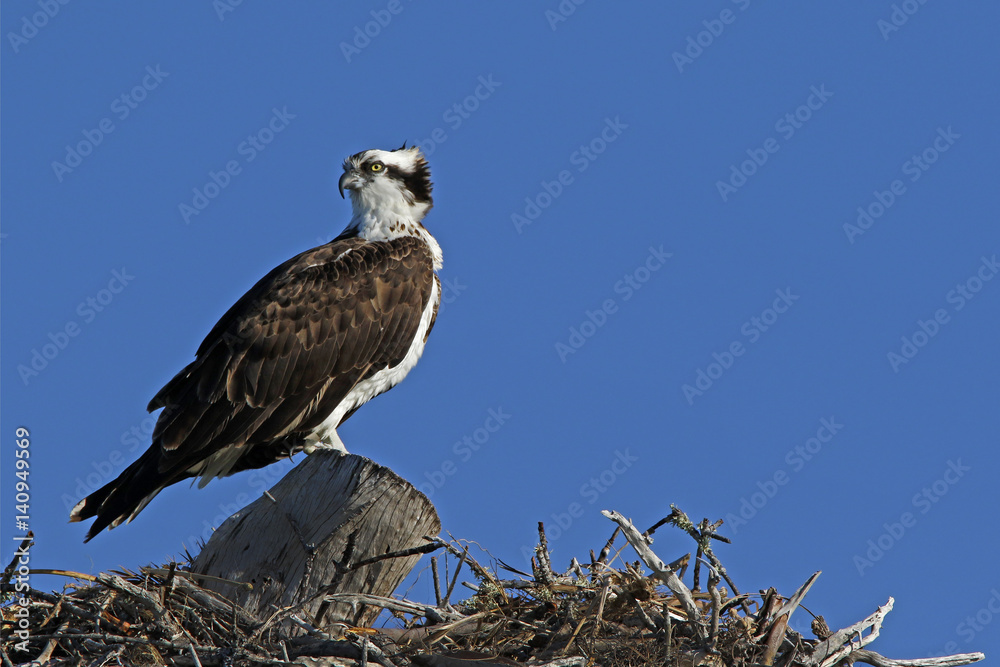 An Osprey (Pandion haliaetus) standing on a nest looking for its mate. An Osprey (Pandion haliaetus) standing on a nest looking for its mate.