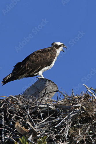 An Osprey (Pandion haliaetus) standing on a nest calling for its mate.