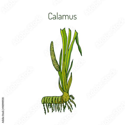Foto Leaves and root of Acorus calamus