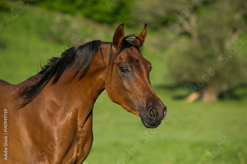 Portrait of an Arabian Horse © Nadezhda
