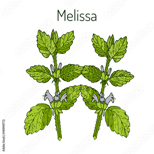 Melissa Hand drawn illustration