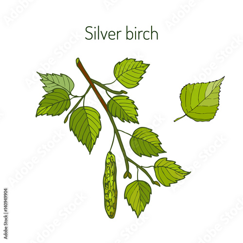 Fotografie, Obraz Silver birch branch with leaves