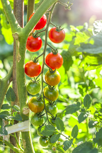 cherry tomatoes in the garden. Natural product