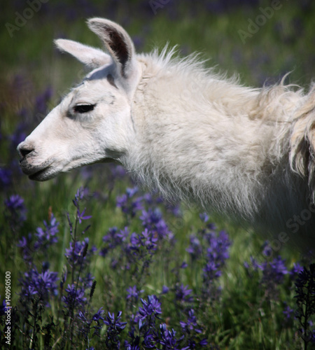 llama 