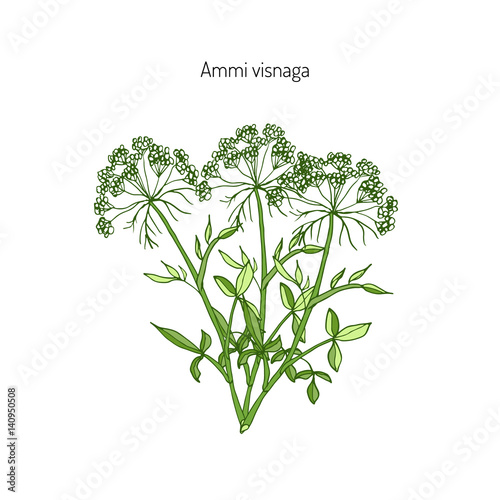 Ammi visnaga medicinal plant