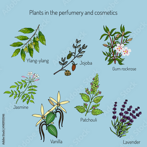 Plants in the perfumery and cosmetic