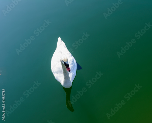 Photos Schwan von oben beim schwimmen im See