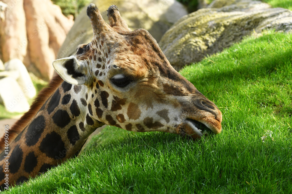 Close-up of a beautiful giraffe eating grass
Close-up of a beautiful giraffe eating grass