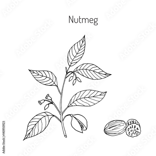 Kitchen spices. Nutmeg