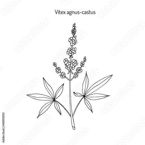 Fototapeta Naklejka Na Ścianę i Meble -  Vitex agnus-castus. Hand drawn illustration