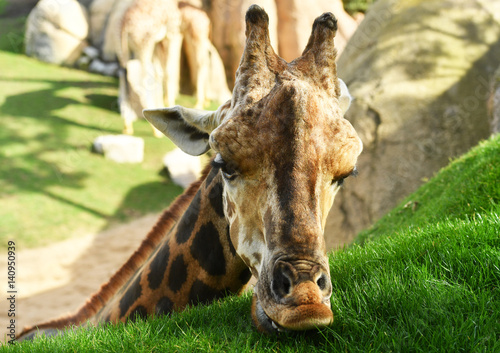 Close-up of a beautiful giraffe eating grass
