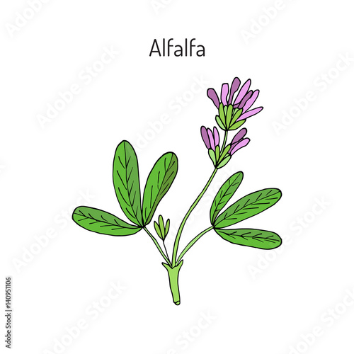 Alfalfa Medicago sativa 