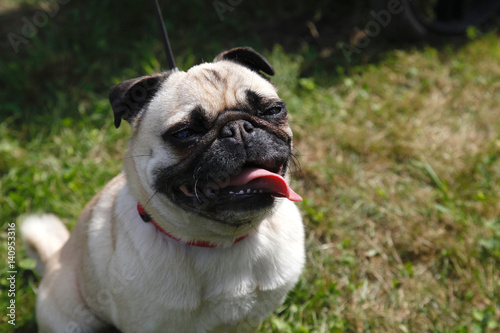 Mops mit schwerer Atmung