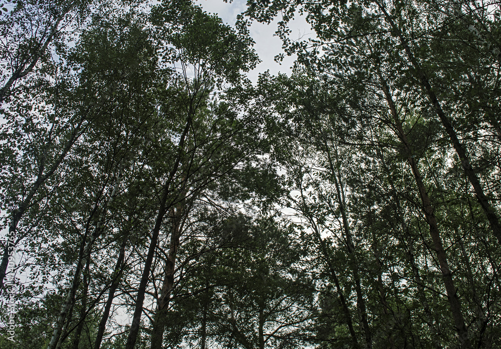 tall pine trees on background of blue sky tall pine trees on background of blue sky