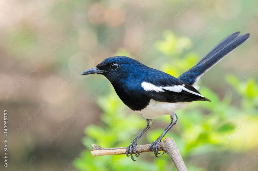  Oriental Magpie Robin