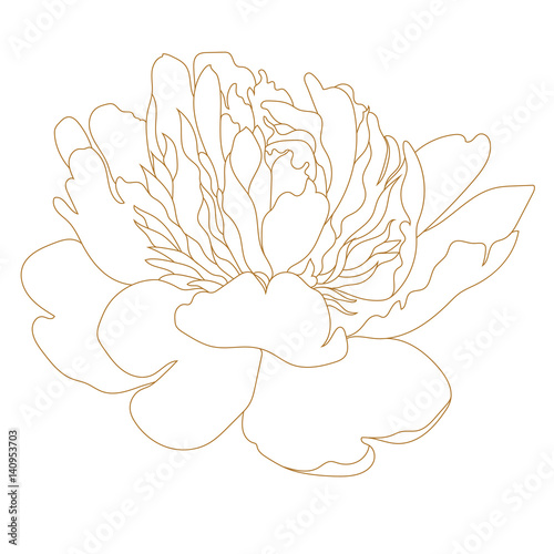 Golden peony flower, bud. Vector.