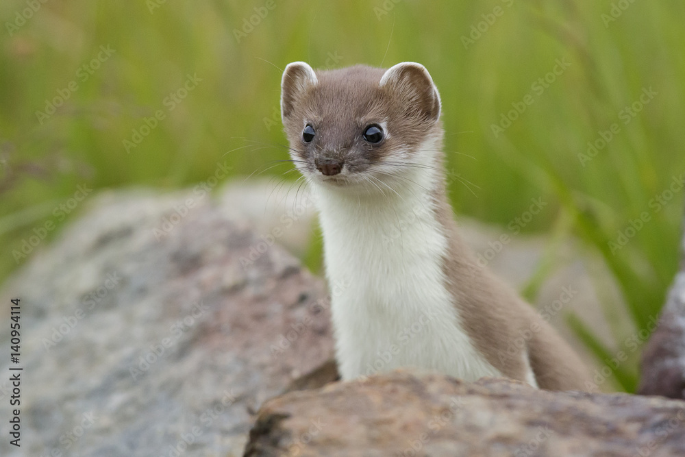 Stelvio National Park, Lombardy. Italy. Ermine Stelvio National Park, Lombardy. Italy. Ermine