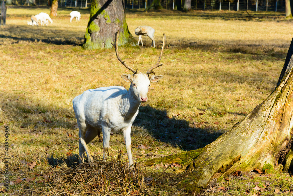 Obraz premium Herd of white fallow deer in nature at sunset. Fallow deer in rut. Latin name - Dama dama. Rare albino fallow deer.
