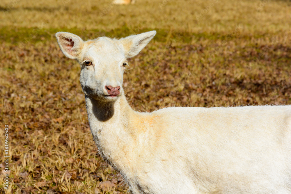 Naklejka premium Herd of white fallow deer in nature at sunset. Fallow deer in rut. Latin name - Dama dama. Rare albino fallow deer.
