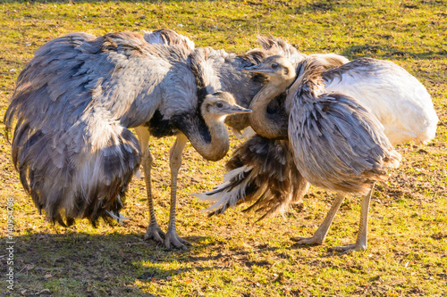 Ostrich courtship. Two ostriches rhea at sunset. Ostrich love. Rhea americana. Mini Zoo in Castolovice. photo