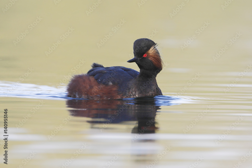 Black-necked grebe (Podiceps nigricollis) swimming in water, the Netherlands Black-necked grebe (Podiceps nigricollis) swimming in water, the Netherlands