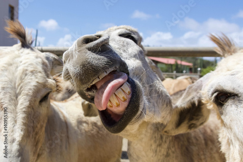 Close-up of funny donkey face on Aruba